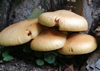 Beringter Flämmling (Gymnopilus junionus) - © Bernard Wieser